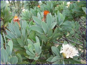 trail_proteas.jpg - 28391 Bytes