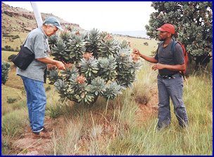 proteas_hike.jpg - 29713 Bytes